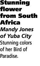 Stunning flower from South Africa Mandy Jones of Yuba City Stunning colors of her Bird of Paradise.